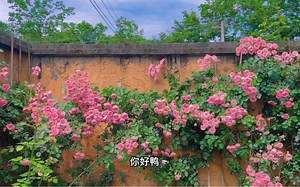 月季一直复花中，剪一些来做压花吧～～