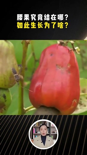 腰果竟然不是果，造型神似“蘑菇力”？