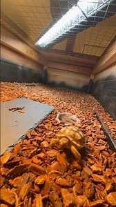 Loop de loop #tortoise