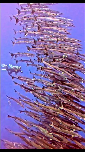 1.3M views · 19K reactions | Barracuda: the original underwater speed demons! #keepdiving #adventuredive #oceanlife #scubadiving #underwaterworld | Long Journey | Facebook