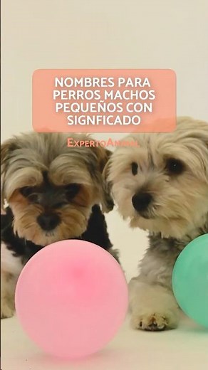 NOMBRES para PERROS PEQUEÑOS MACHOS 🐶❤️ Con SIGNIFICADO BONITO #shorts #perros