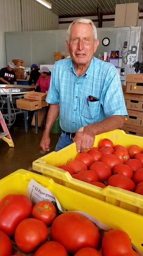 TOM’s Homegrown Tomatoes ❤️#tomsfarmmarket #homegrown #tomatoes #fresh #farmfresh #fieldtomatoes #fieldtotable #plumtomatoes #heirloom #canningtomatoes #tomato #tomatoes🍅 #farmillinois #farmersofillinois #illinoisfarmlife #enjoyillinois | Tom's Farm Market
