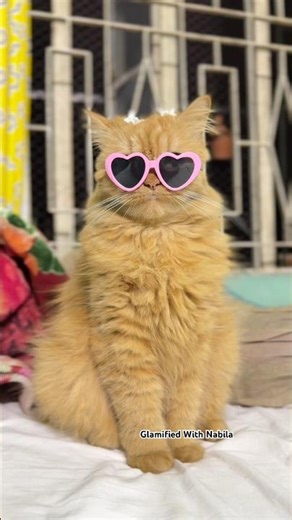 My Hip-Hop girl😎 #shortsfeed #cat #meme #adele #shortsviral #viralreels