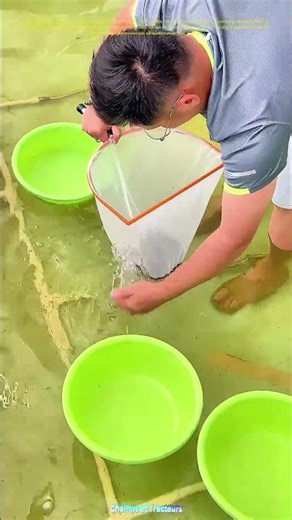 Le filet en action : Comment les petits poissons deviennent l’avenir de l’élevage
