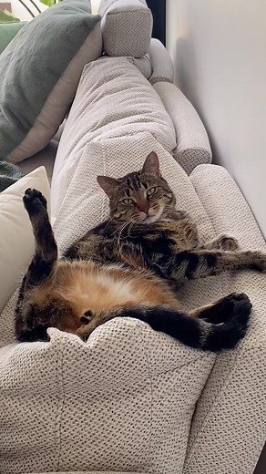 Classic #carelesswhisker #georgemichael #cats #carelesswhisper #fyp