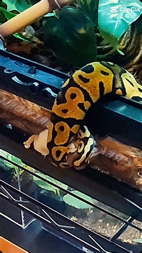 🔥 “Frozen-Thawed Feeding with Target Training—She Nails It!” #python #ballpython