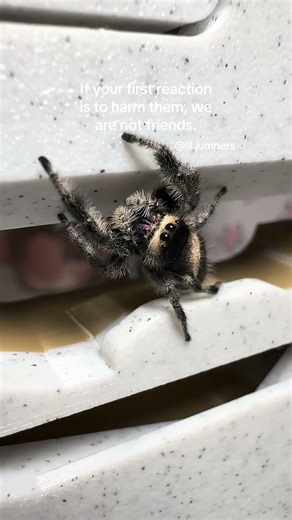 Cause why? They are small, smart, and harmless #jumpingspider #jumpingspiders #petspider #cutespider