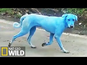 Les chiens bleus de Mumbai