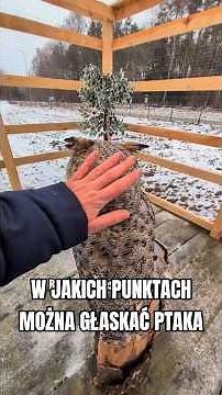 W jakich punktach można głaskać ptaka?