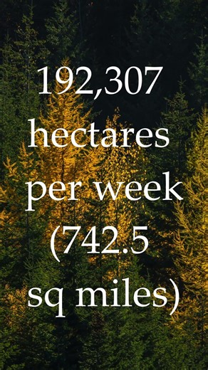 Deforestation is a BIG issue #deforestation #forests #conservation #environment #trees
