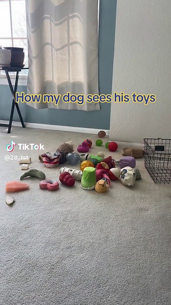Understanding Dog Vision: How Dogs See Their Toys