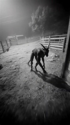 Creepy Night Footage Shows Chupacabra Spotted in Black Hills Forest