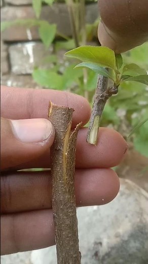 Easy HOME Grafting Methods For Fruit Trees#grafting