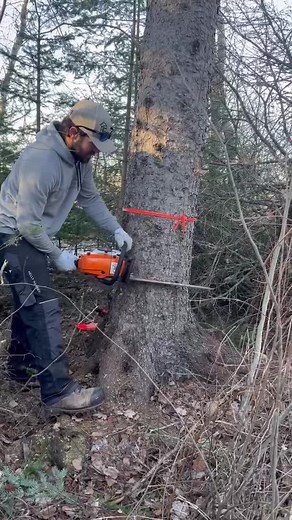 First tree felling with the new saw #sthil261c #purecanadian