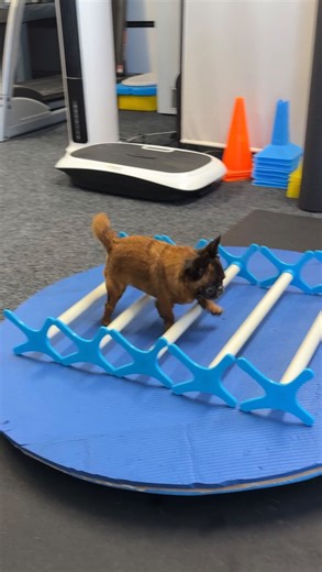 Dottie’s last physio before Christmas! 🎄 Watch her try to skip out exercises she doesn’t like! 😂 Small but never subtle. 🐾 #griffon #puppy #dog #cute #christmas | Dottie the Dwarf