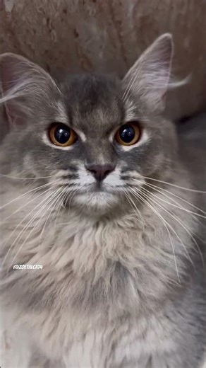 Let’s do staring contest😼😸#zoethecat4 #subscribe#cat#like#kitten#staringcontest #persian#shorts