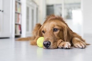 Can dogs have mental disorders? What you need to know