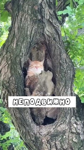 A cat fell asleep in a tree hollow?😄 #cats #animals #shorts