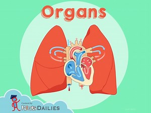 Organs