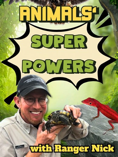 Animal Superpower Facts 16 🐙✨ What makes the octopus a real-life superhero? The octopus has incredible superpowers like shape-shifting and intelligence. It can squeeze through tiny spaces, instantly camouflage, grow back arms, and solve complex puzzles. Some people even say it is like an alien. But here is the real lesson, brains beat muscle. When things get tough, smart problem solving always wins. Watch, learn, and follow for more! #AilanisLittleWorld #LearningIsFun #AnimalFacts #Octopus #Ama