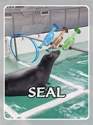 Are Seals Dangerous? Facts About Harp, Leopard & Baikal Seals