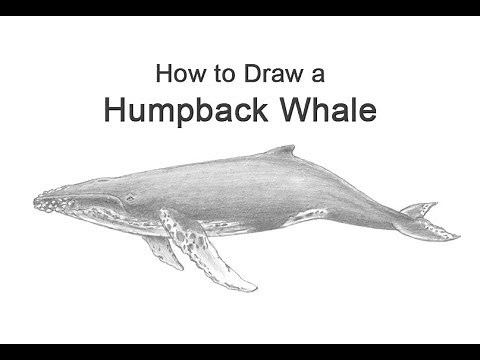 How to Draw a Humpback Whale