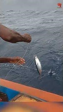 Hooked a Bonito Using Sabiki Rigs as Bait! #fishing #fishingvideo #fishingtime