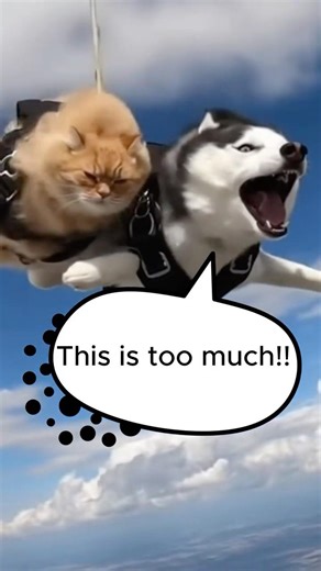 What is it this time? #funny #funnyanimal #dog #cat