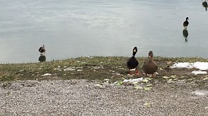 Ducks enjoy the winter weather at Barboursville Park and slide across the ice on Lake William. (Video Courtesy of Sarah Morris/ Chime In) To submit your own pictures or videos visit us on the web. https://wchstv.com/chimein | WCHS Eyewitness News