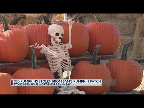 300 pumpkins stolen from Pickerington patch