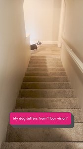 I can hear mom....but I can't see mom...suspicious 😭🐶😂 #Dogs #Funny | The Pet Collective