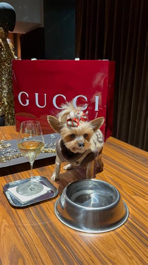 10K views · 2.4K reactions | Emily in Milan  ✨From luxury dog...