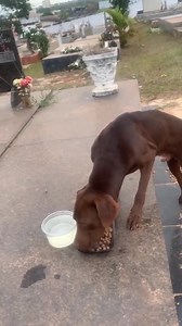 13K views · 677 reactions | Cachorro se recusa a sair do túmulo do...