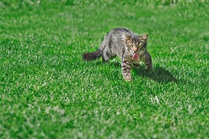 Cats Hunting: Why They Do It & Is It Harmful To Their Ecosytems?