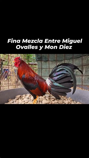 Duarte Janor on Instagram: "Buen cruce."