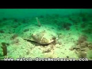 Huge Halibut fish at the bottom of the ocean, flatfish