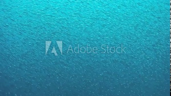 Watch a mesmerizing school of tuna gracefully swimming together in the crystalline waters of the Philippines. A breathtaking display of nature's beauty unfolds.