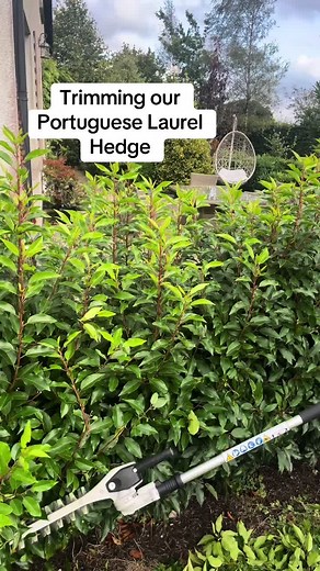 Catching up with Rob as he prunes up the Portuguese Laurel hedge beside the patio. . Portuguese laurels respond well to a trimming and a prune in August encourages bushy new growth before the Winter months come. . These were planted @ 18 inches apart and allowed to bush out and knit in together over time. . #cullennurseries #evergreen #irishgrown #hedging #portugueselaurel