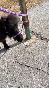 Smart girl! #minihorselife #peekabootheminihorse | Peekaboo the Mini Horse
