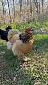 HOW MANY EGGS? | Collecting eggs from chickens