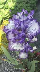 10K views · 343 reactions | What is an Iris rhizome? | BackyardGardener.com - Your Backyard Gardening Source | Facebook