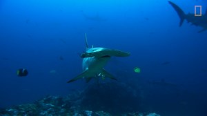 6.8K views · 142 reactions | The unique, wide-set eyes of Hammerhead sharks help give them better visual range than most other sharks, which makes them consummate predators. Sharkfest kicks off tonight on National Geographic. | National Geographic TV | Facebook