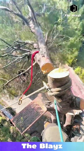 Cutting Giant-Tree Branches & Lowering Them Safely with Rope –Satisfying Tree Work!
