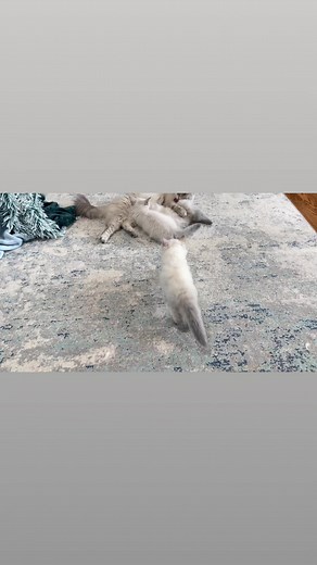 1.9K views · 155 reactions | The weaning process. The kittens have to learn. | Caspian Siberians | Facebook