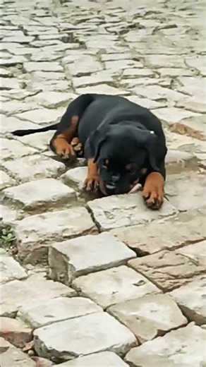 Rottweiler Puppy🐶45 Days old enjoy morng#Rottweiler #RottweilerPuppy#DogLovers#shorts#reels#pets#dog