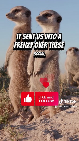 #MeerkatMania: The Show That Triggered Global Obsession!#Meerkat, #WildlifeDocumentary, #AnimalStories, #SurprisingHistory