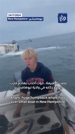 Angry, huge humpback whale flips over small boat in New Hampshire | Roya News English