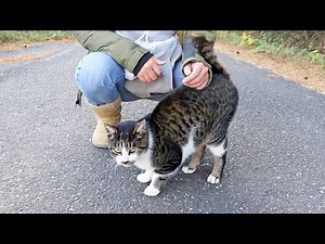 The Cat That Won't Stop Meowing, on Japan's Cat Island