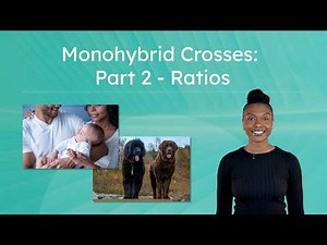 Monohybrid Crosses: Part 2 - Predicting Genotypic and Phenotypic Ratios Using Punnet Squares