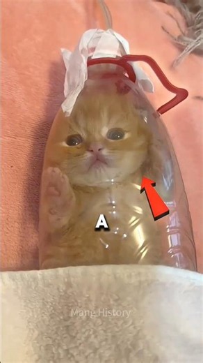 Este Gatito Sobrevivió Contra Todo Pronóstico 🥺😖 #shorts #spain #ytshorts #viral #cat #animals